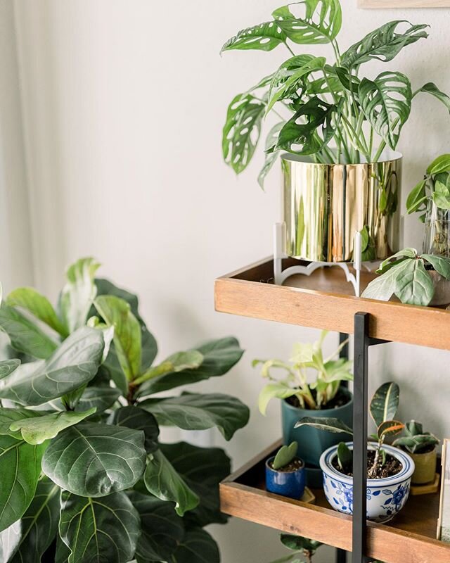A while back a friend asked me how I would move all my plants if I needed to and I think I told her &ldquo;I&rsquo;ll cross that bridge when I get to it&rdquo;. Well friends, I&rsquo;m at the bridge and I&rsquo;m screwed 😂😭😣 looks like the plant bbs are going to be getting their very own trip to the new house. I&rsquo;ll post of pic of the car all loaded up when it happens.⠀
~⠀
~⠀
~⠀
~⠀
⠀
#plantparent #propogation #plantshelf #shelfie #plantmom #snakeplant #grow #mybmore #baltimorecreatives #noblepresets #baltimorephotographer #greenisthenewblack #covid19 #boredombuster #houseplants #lifeofanartist #natureinside #plantbabies #charmcity #baltimoreweddings #marylandweddingphotographer #annapoliswedding #engaged